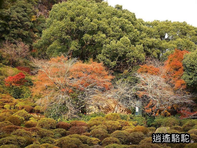 鍋島茂義別邸庭園(御船山樂園)-日本駱駝