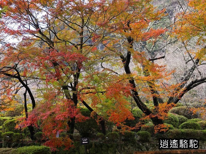 鍋島茂義別邸庭園(御船山樂園)-日本駱駝