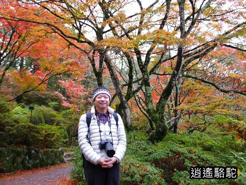 鍋島茂義別邸庭園(御船山樂園)-日本駱駝