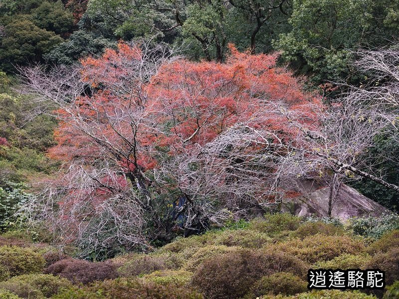 鍋島茂義別邸庭園(御船山樂園)-日本駱駝