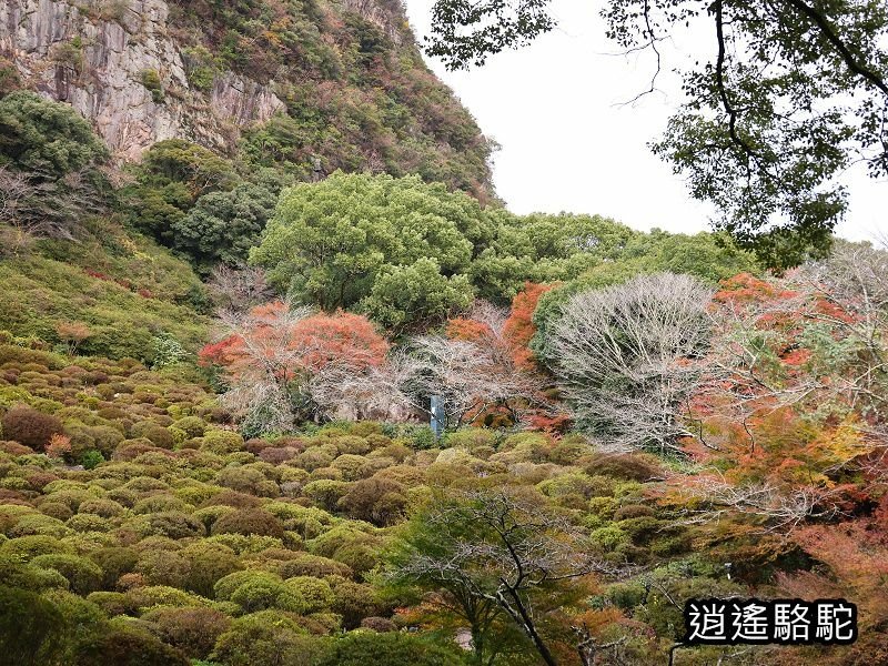 鍋島茂義別邸庭園(御船山樂園)-日本駱駝