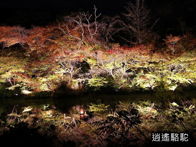 鏡池紅楓夜景(御船山樂園)-日本駱駝