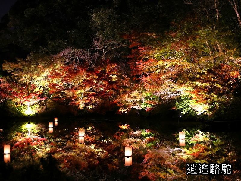 鏡池紅楓夜景(御船山樂園)-日本駱駝