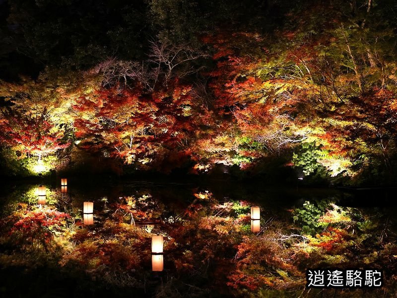 鏡池紅楓夜景(御船山樂園)-日本駱駝