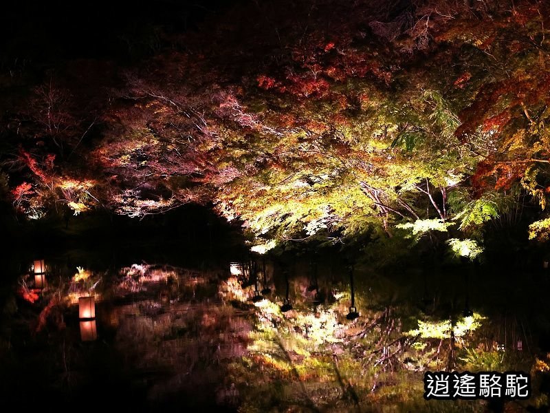 鏡池紅楓夜景(御船山樂園)-日本駱駝