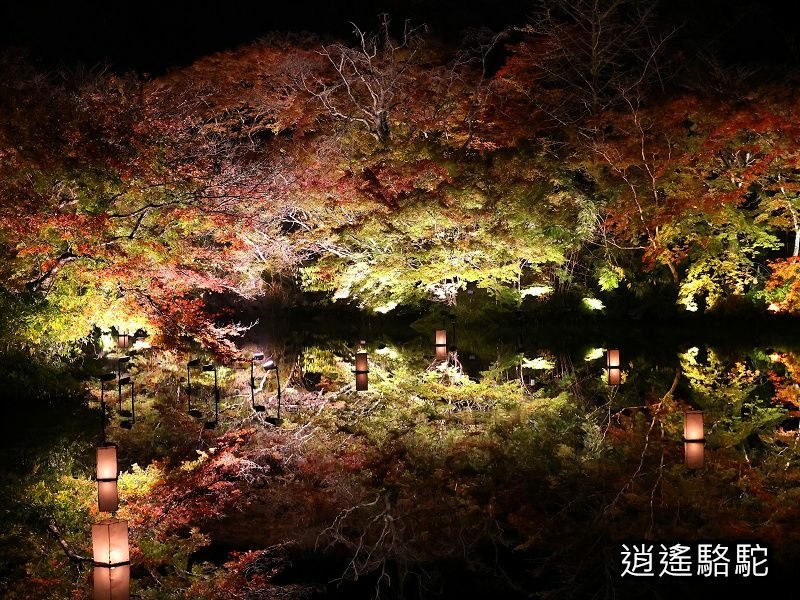 鏡池紅楓夜景(御船山樂園)-日本駱駝