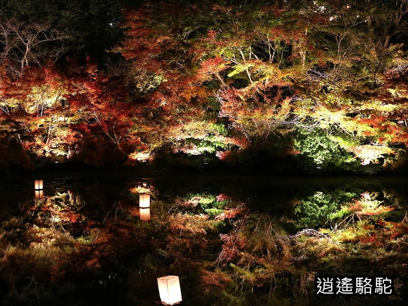 鏡池紅楓夜景(御船山樂園)-日本駱駝