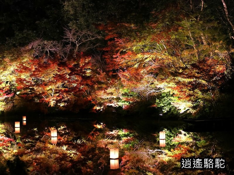 鏡池紅楓夜景(御船山樂園)-日本駱駝