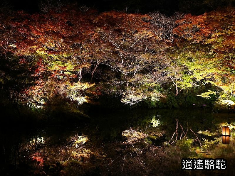 鏡池紅楓夜景(御船山樂園)-日本駱駝