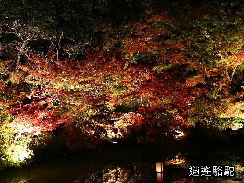 鏡池紅楓夜景(御船山樂園)-日本駱駝