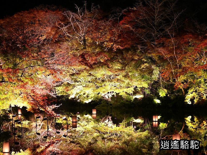 鏡池紅楓夜景(御船山樂園)-日本駱駝