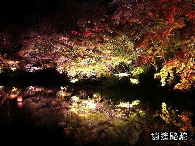 鏡池紅楓夜景(御船山樂園)-日本駱駝