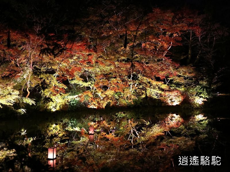 鏡池紅楓夜景(御船山樂園)-日本駱駝