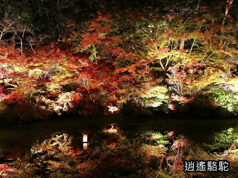 鏡池紅楓夜景(御船山樂園)-日本駱駝