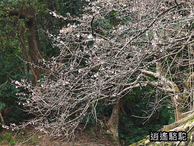 屈尺古道最高點伸丈坂-新北駱駝