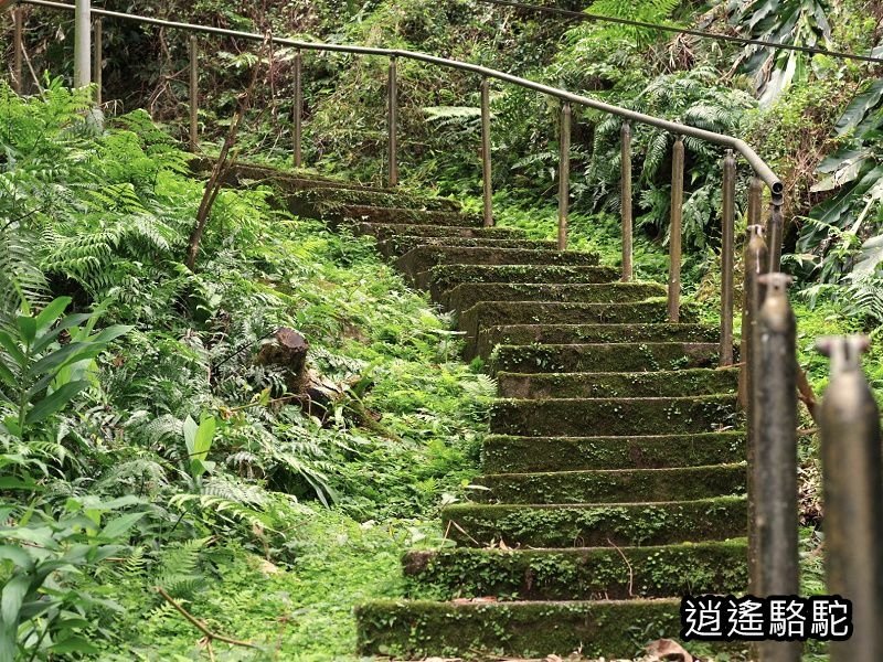 屈尺古道最高點伸丈坂-新北駱駝