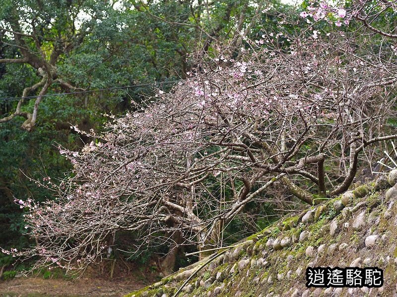 屈尺古道最高點伸丈坂-新北駱駝