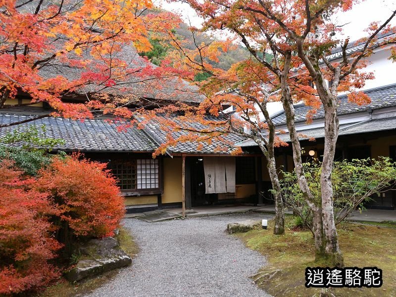 金鱗湖畔紅葉みごろ-日本駱駝