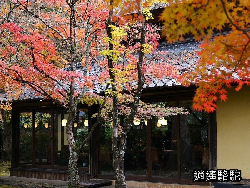 金鱗湖畔紅葉みごろ-日本駱駝