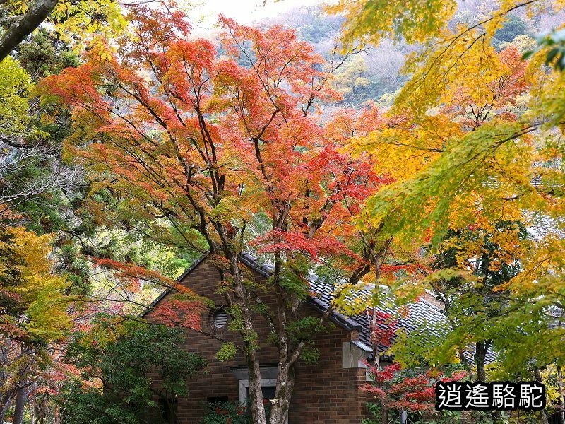 金鱗湖畔紅葉みごろ-日本駱駝