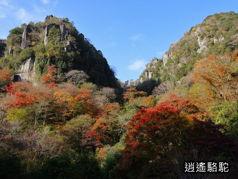 一目八景紅葉みごろ-日本駱駝