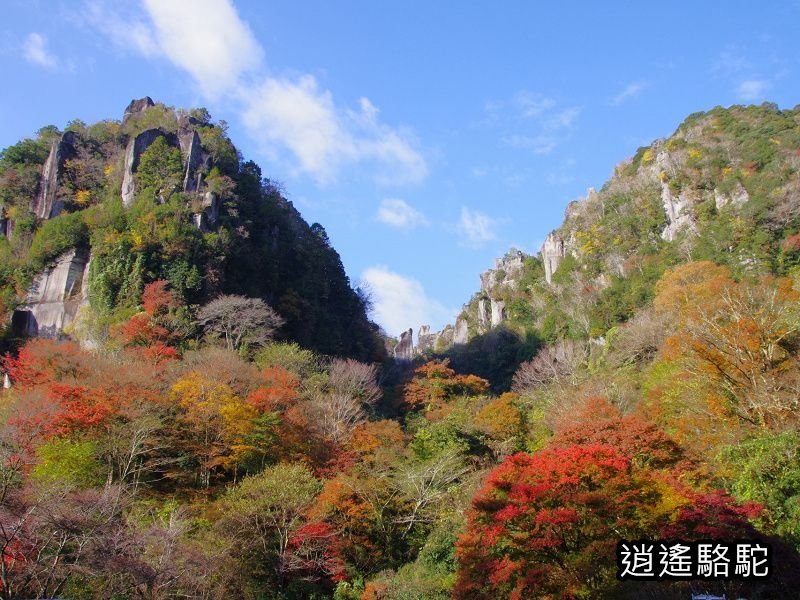 一目八景紅葉みごろ-日本駱駝