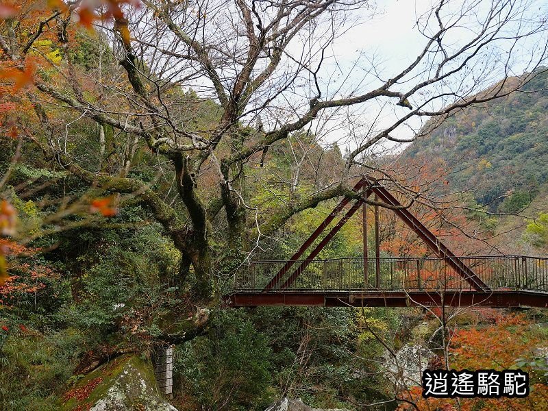 一目八景紅葉みごろ-日本駱駝