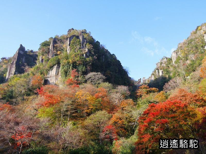 一目八景紅葉みごろ-日本駱駝