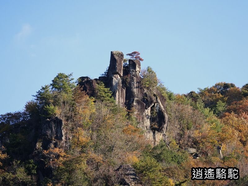 一目八景紅葉みごろ-日本駱駝