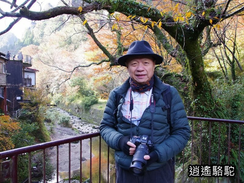 一目八景紅葉みごろ-日本駱駝