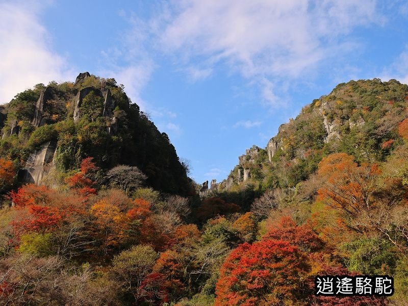 一目八景紅葉みごろ-日本駱駝