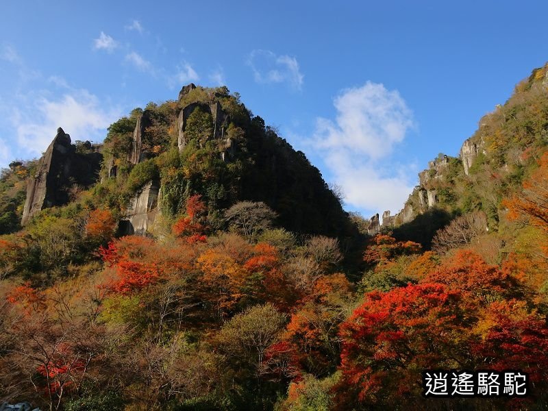 一目八景紅葉みごろ-日本駱駝