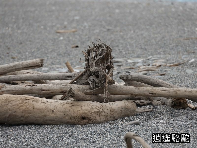 七星潭國際疊石藝術季-花蓮駱駝