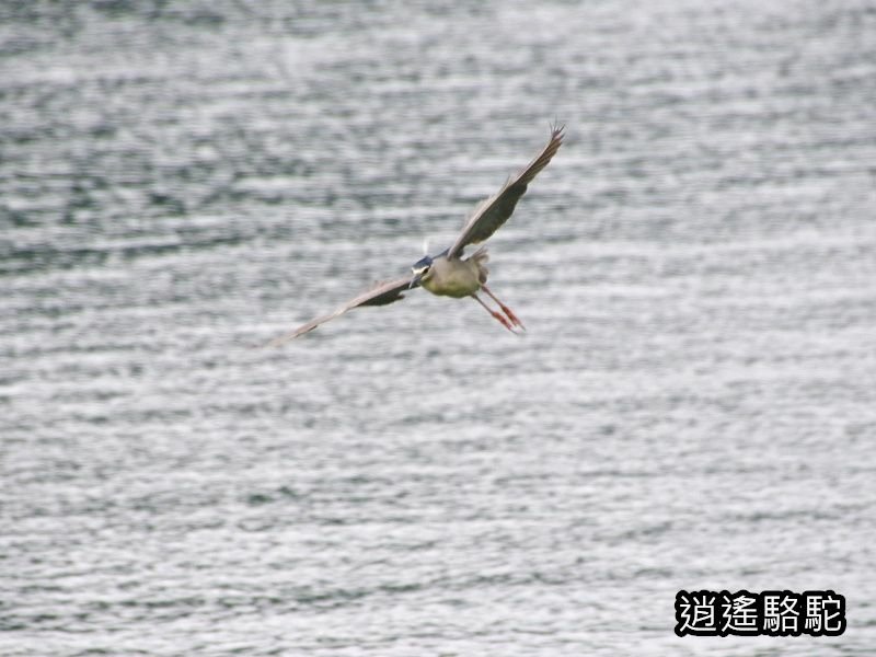 鯉魚潭輕鬆走一回-以花蓮駱駝
