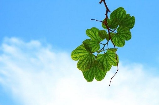 M在日常生活中可以經常看到他人身上的靈光，而且不同的人有不同的顏色，同樣的人在不同的情況下也有不同的顏色。(pixabay)