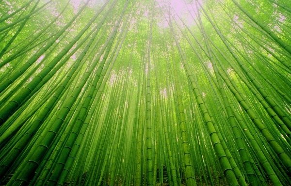 9竹林風韻之美 《二》