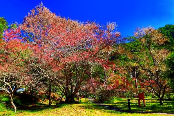 7武陵紅梅