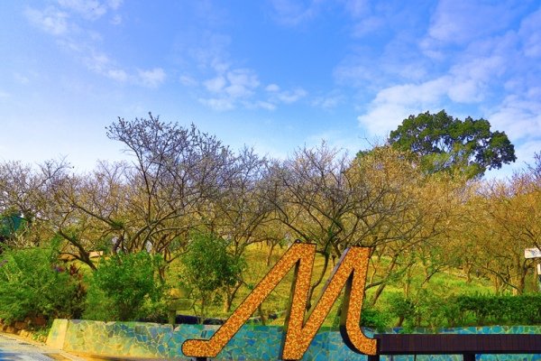 10梅山梅花