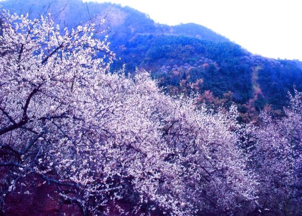 9風櫃斗梅雪堆滿山