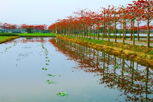 11白河鎮玉豐里木棉花道