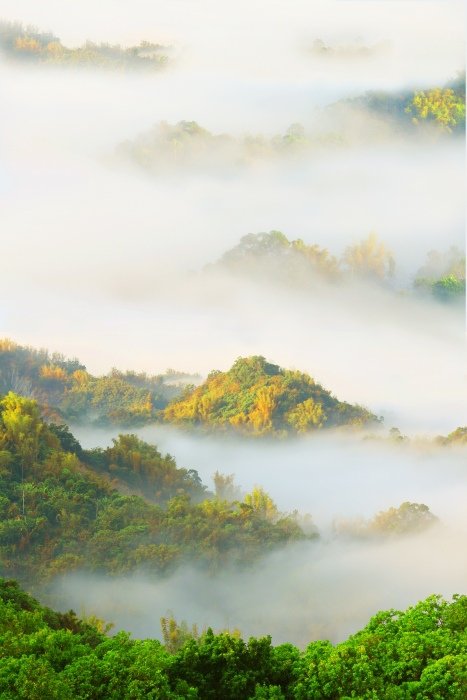 二寮竹林晨霧之美  (9)