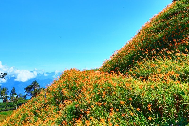 8花蓮赤柯山之美