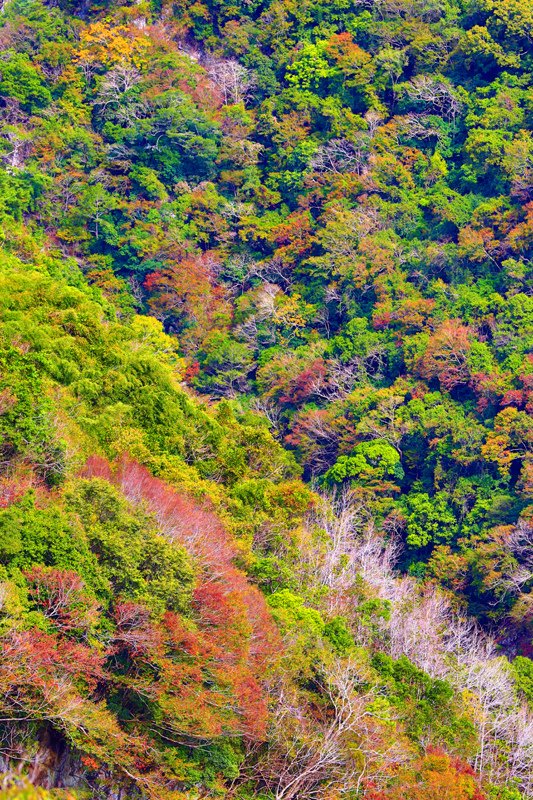 錦屏公路6