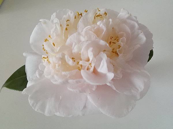 2014-02-27-15-35-09_photo_調整大小
