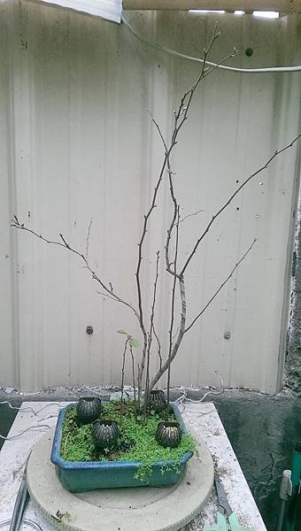IMAG0747_調整大小