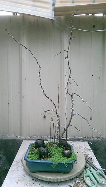 IMAG0749_調整大小