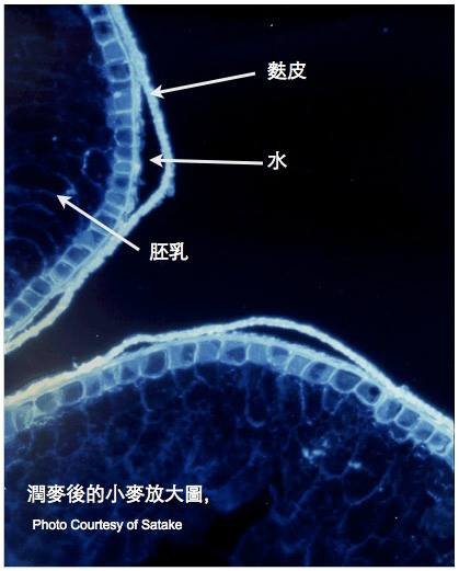 潤麥