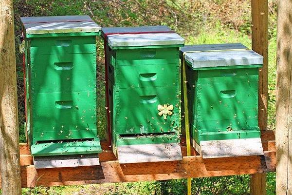 20181230 Hives-in-spring.jpg