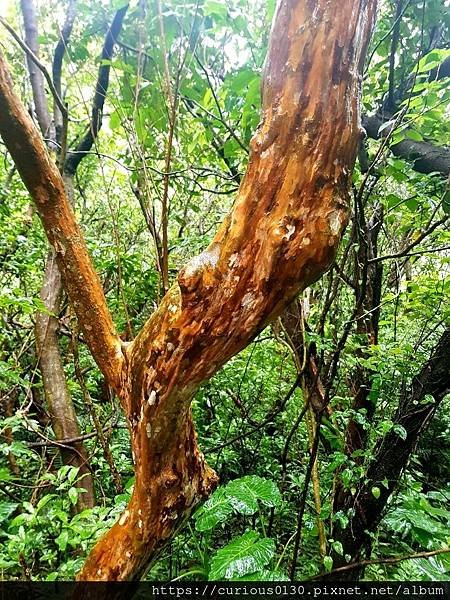 【2022草嶺古道芒花季】雨中漫步草嶺古道初遇頌缽的體驗