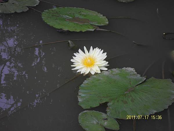 SAM_0827.JPG